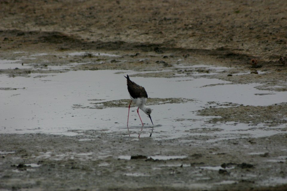 Himantopus himantopus 1