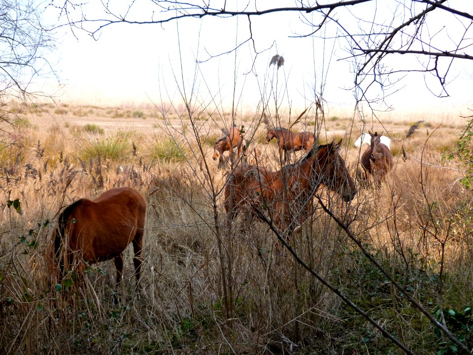 Herd of semi-wild horses