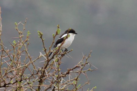 Lanius collaris
