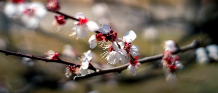Hamarikyu Gardens, Tokyo, 6th Mar