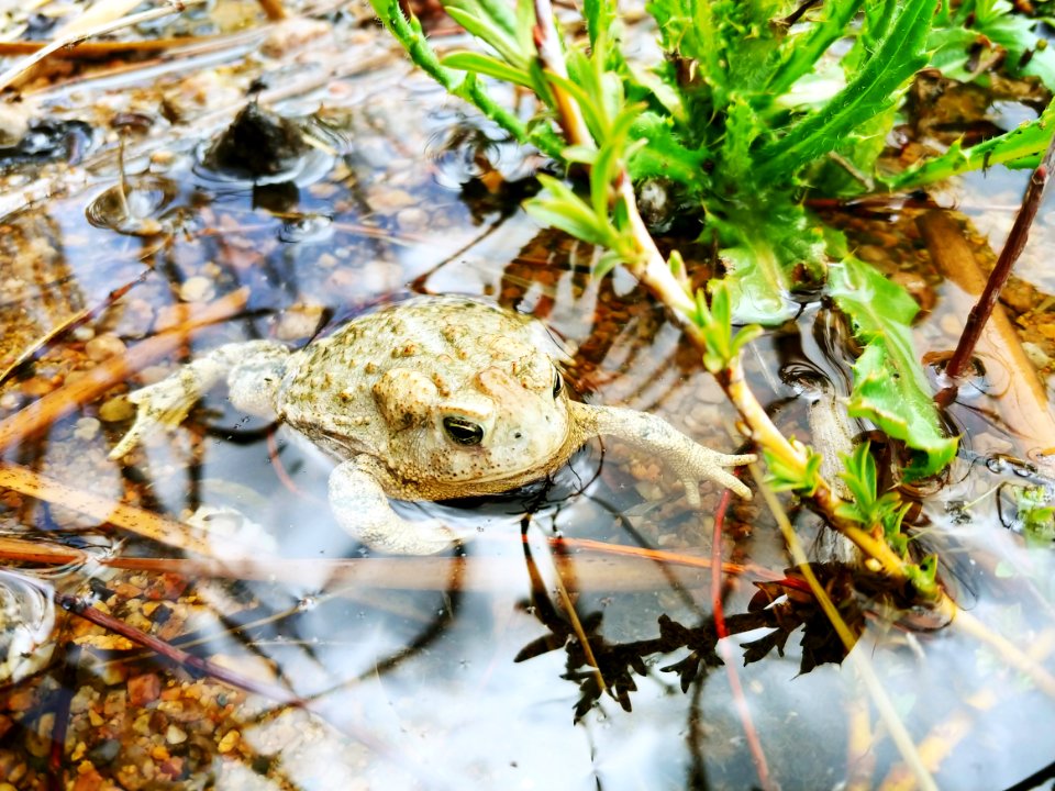 Wyoming Toad