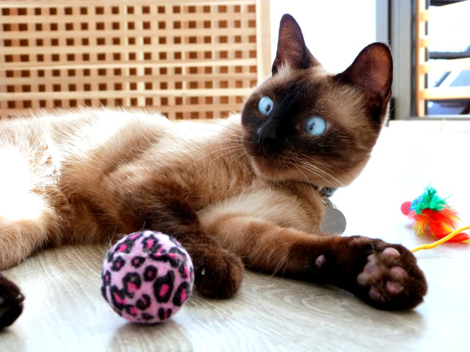 Kitty playtime shoot