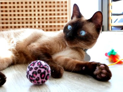 Kitty playtime shoot