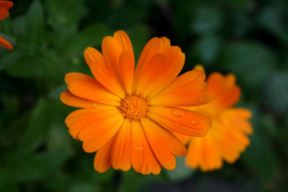 Orange green calendula