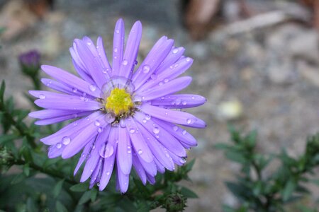 Purple plant nature photo