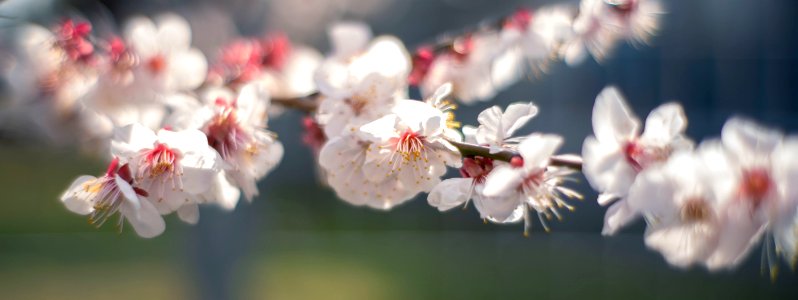 Early spring flowers