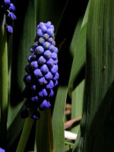 Grape Hyacinth