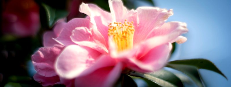 Early spring flowers
