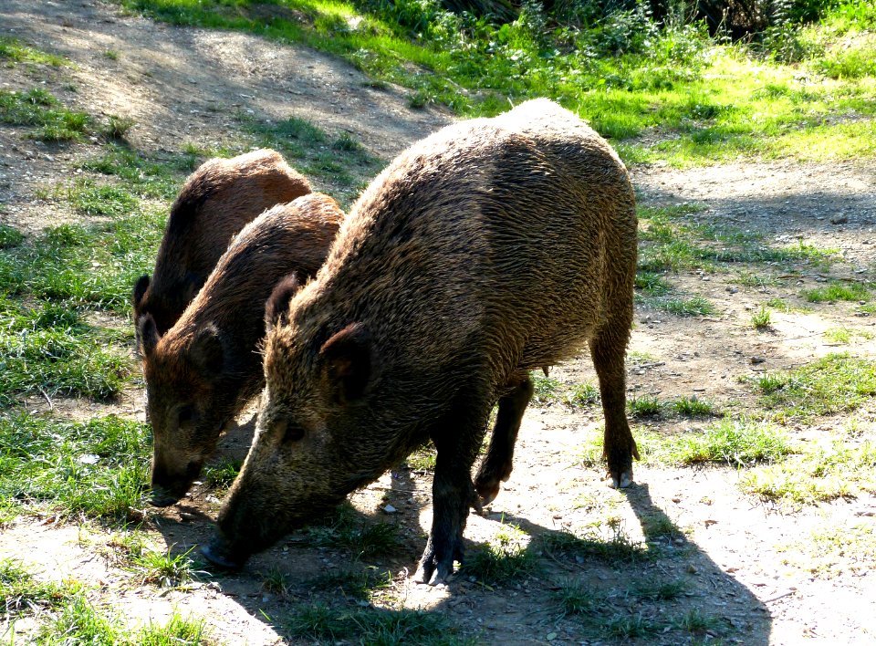 We saw wild boars today