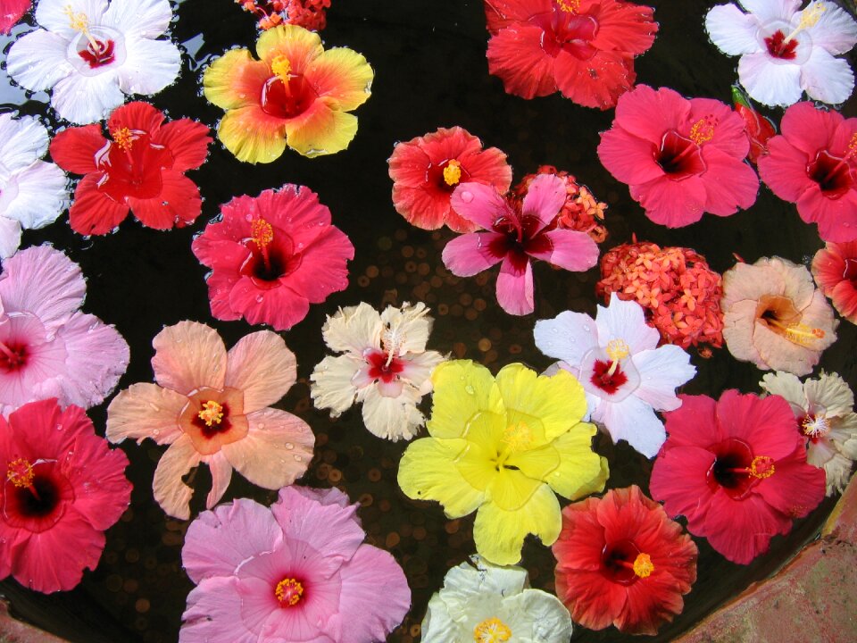 Pond flower tropical