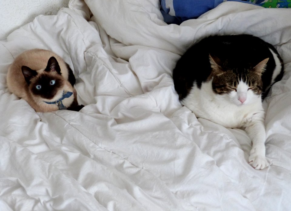Caturday morning