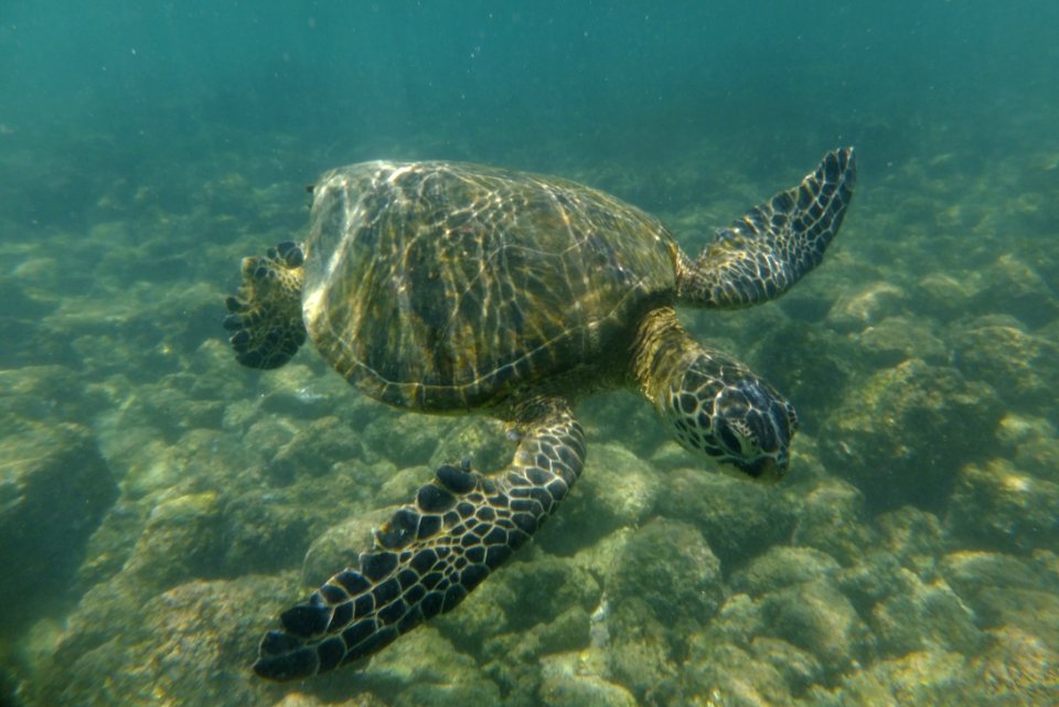 Chelonia mydas 1