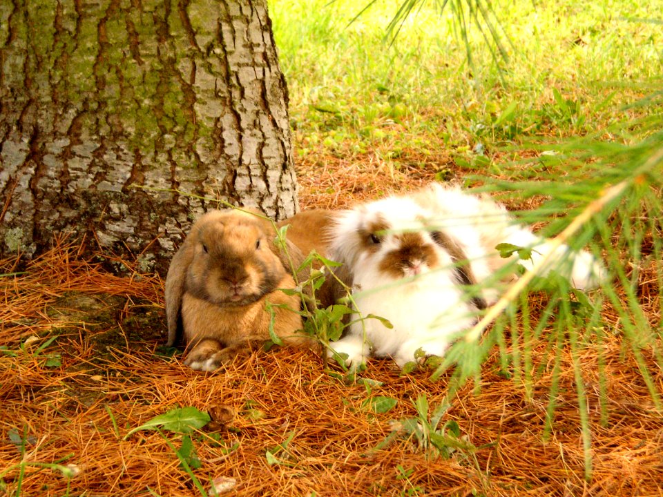 Kenzo and Chewy chilling