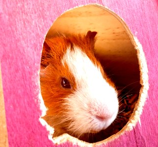 Piggie face! photo
