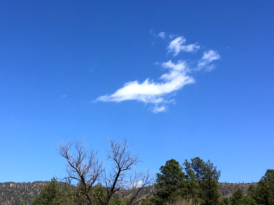 Chicken Shaped Cloud