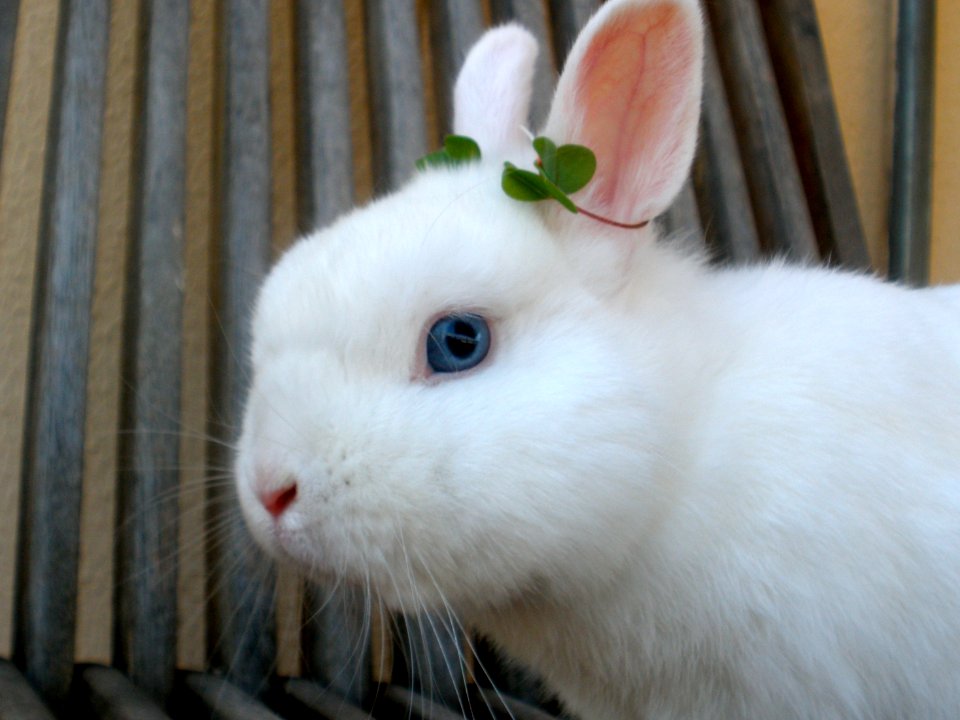 Weiß and the clover crown