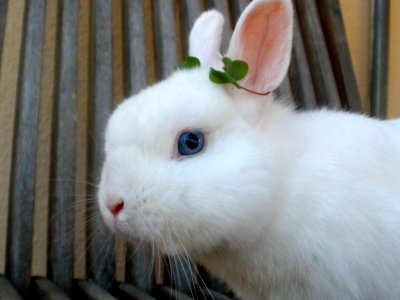 Weiß and the clover crown photo