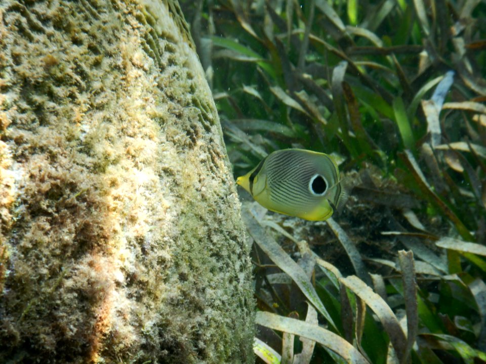 Chaetodon capistratus 2
