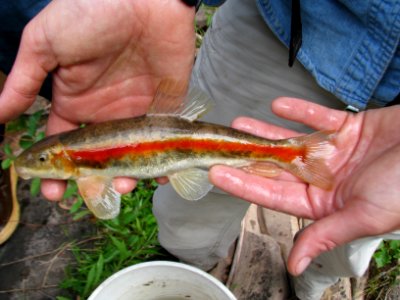 Zuni Bluehead Sucker