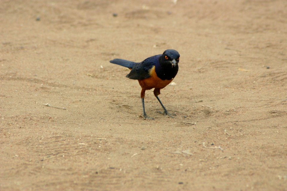 Lamprotornis hildebrandti 1