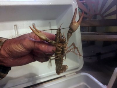 Who Invited the Crawdads for Dinner?