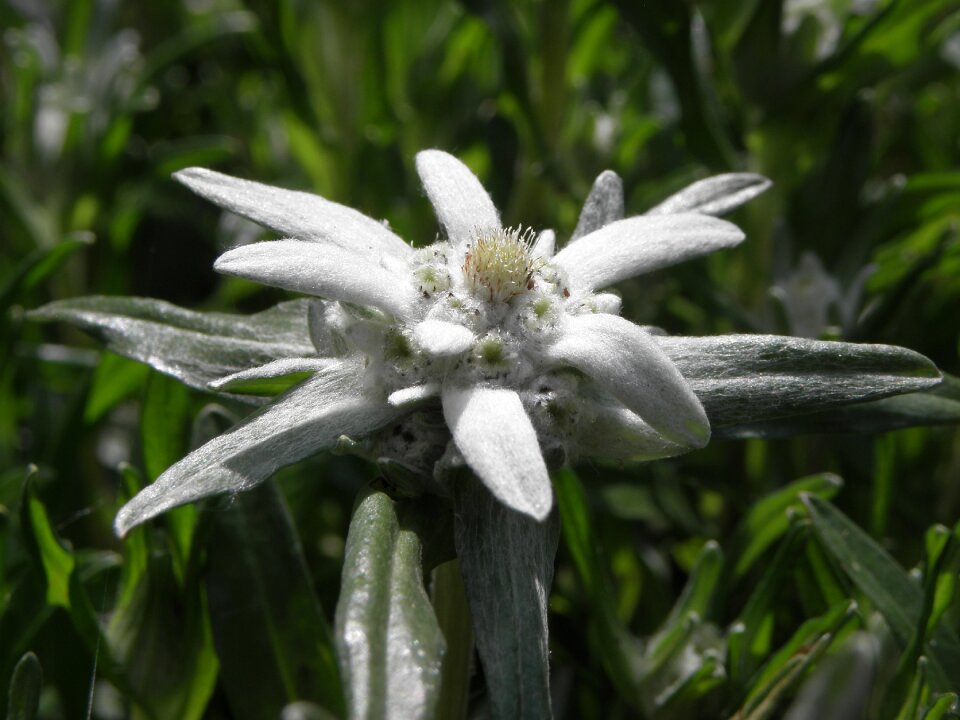 Edelweiss flower austria