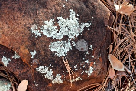 Hipster Lichen Face