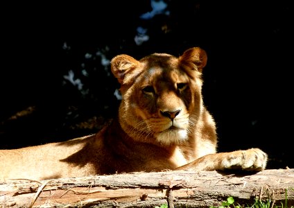 Beauval Zoo