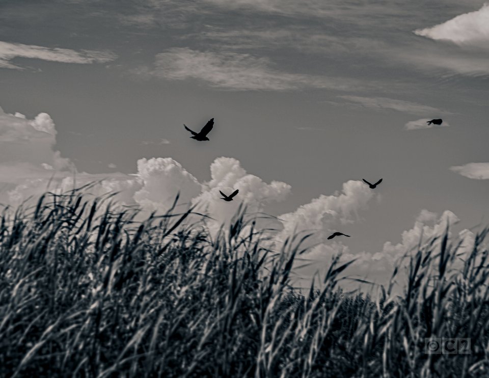 birds sky tall grass
