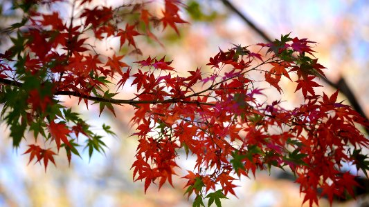 Mizonokuchi, 22nd Nov