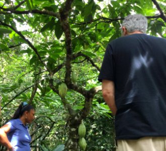 Cacao fruit on the cacao tree.