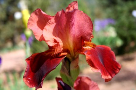 Red Iris
