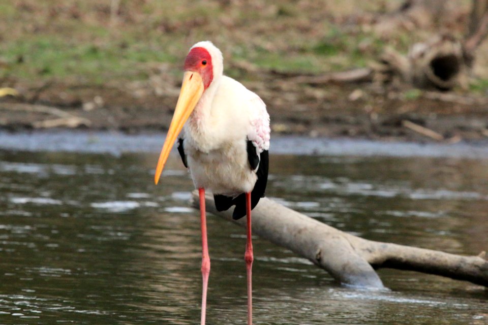 Mycteria ibis 2