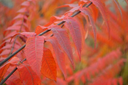 Autumn plant leaf