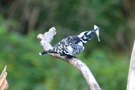 Ceryle rudis 3