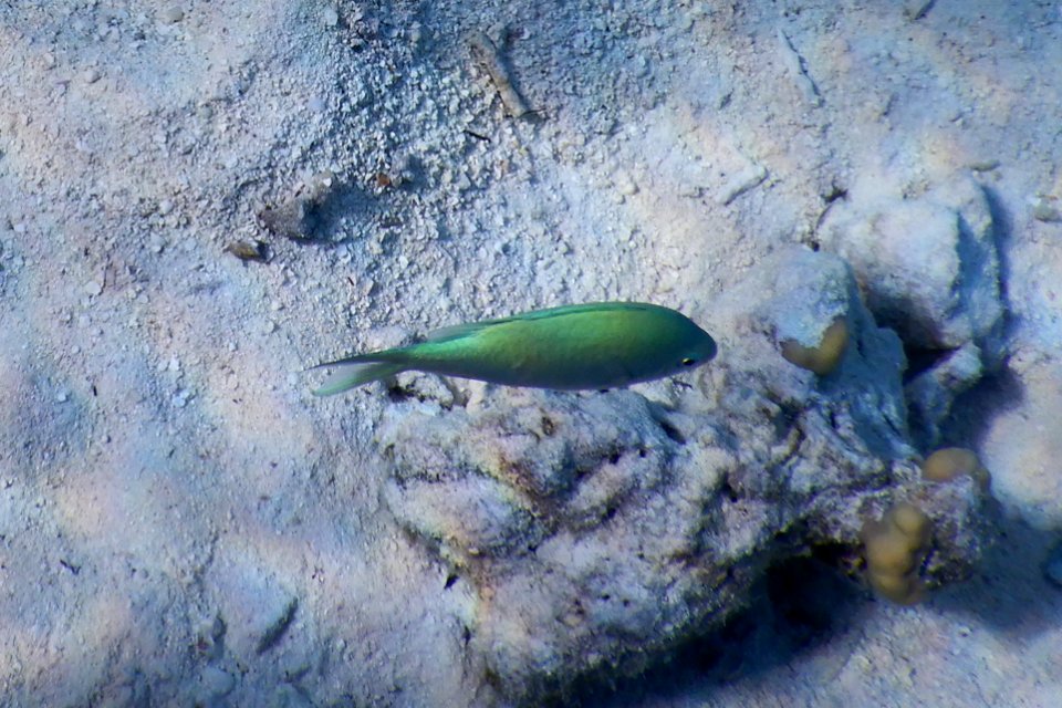 Chromis viridis 1