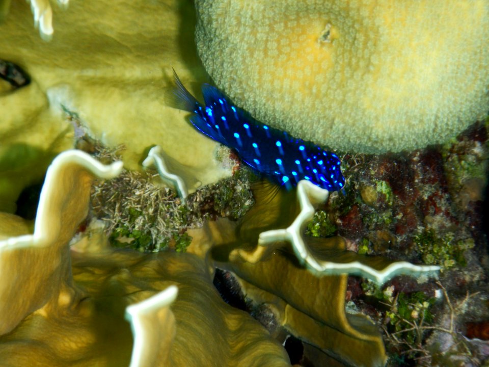 Microspathodon chrysurus 3
