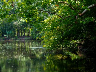 20180823 New Orleans, Alligator trail boat