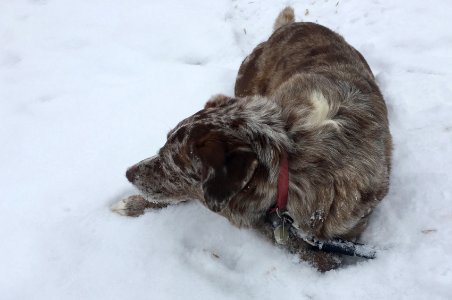 This Snow Feels So Good photo