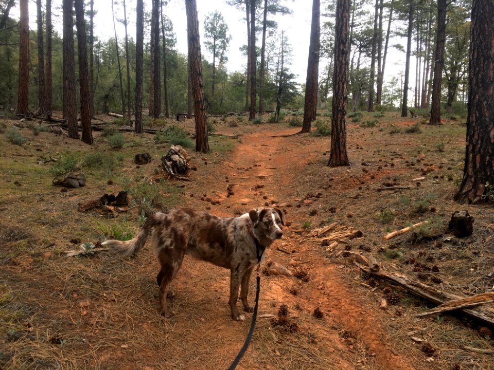Back on Our Usual Walking Trails