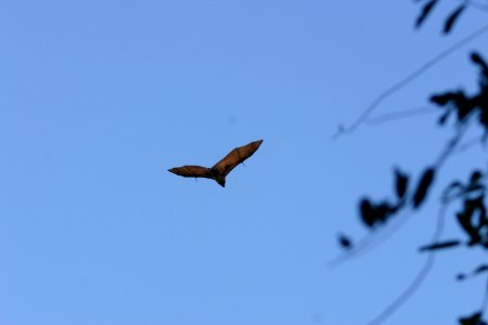 Pteropus rufus 1