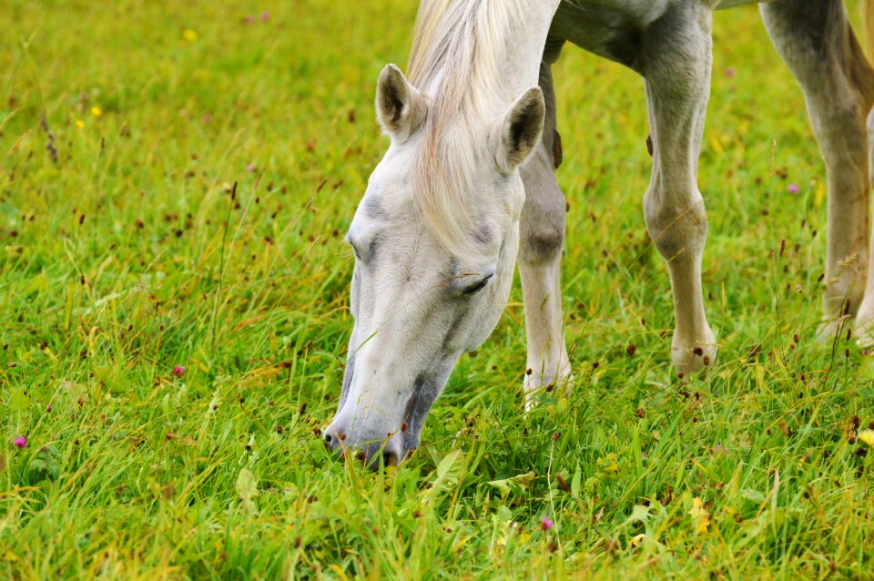Ride pasture grazing