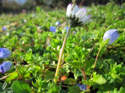 English daisy bruisewort woundwort