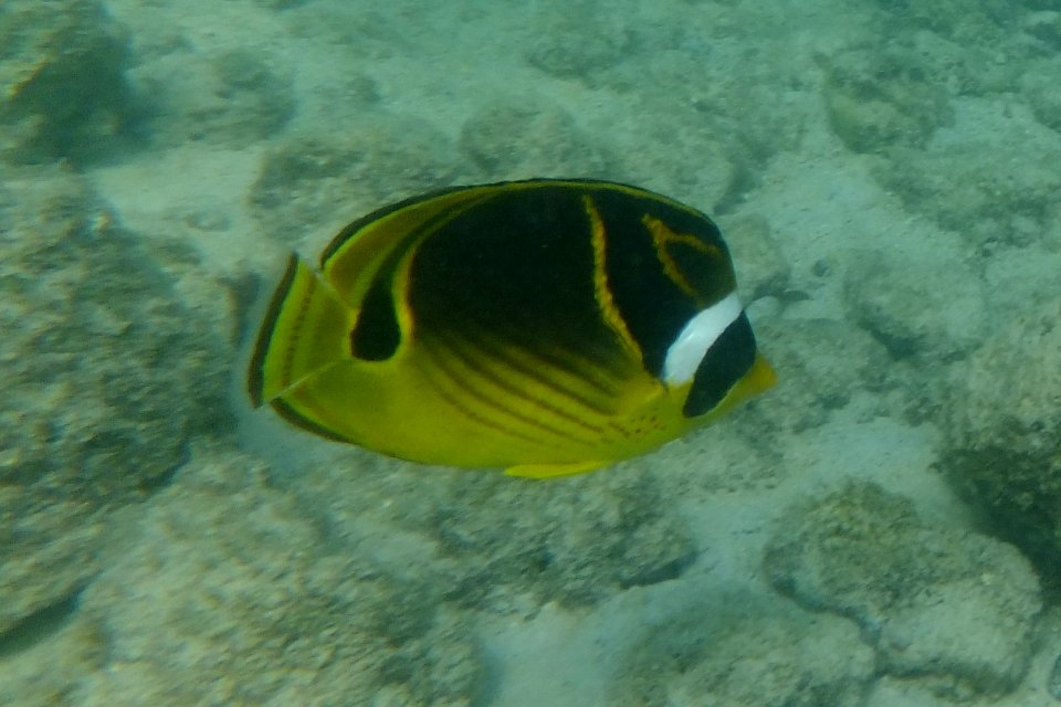 Chaetodon lunula 1