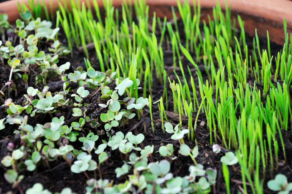Growing pot microgreens
