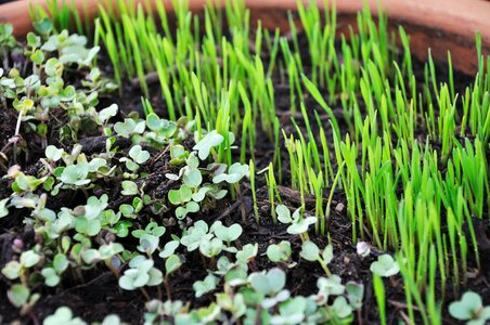 Growing pot microgreens