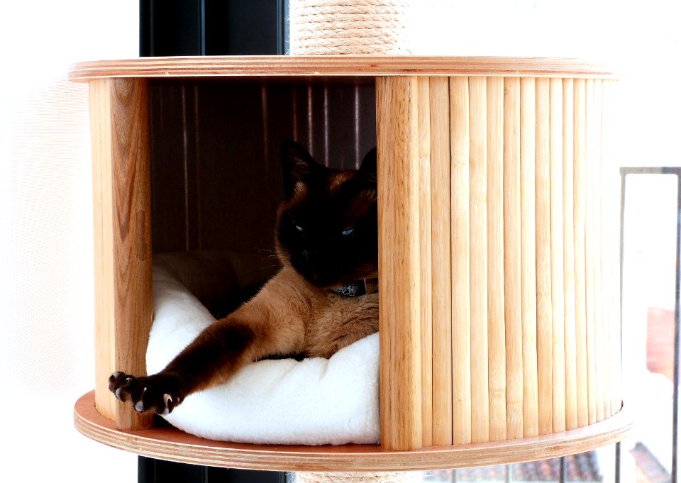 King of the cat tree