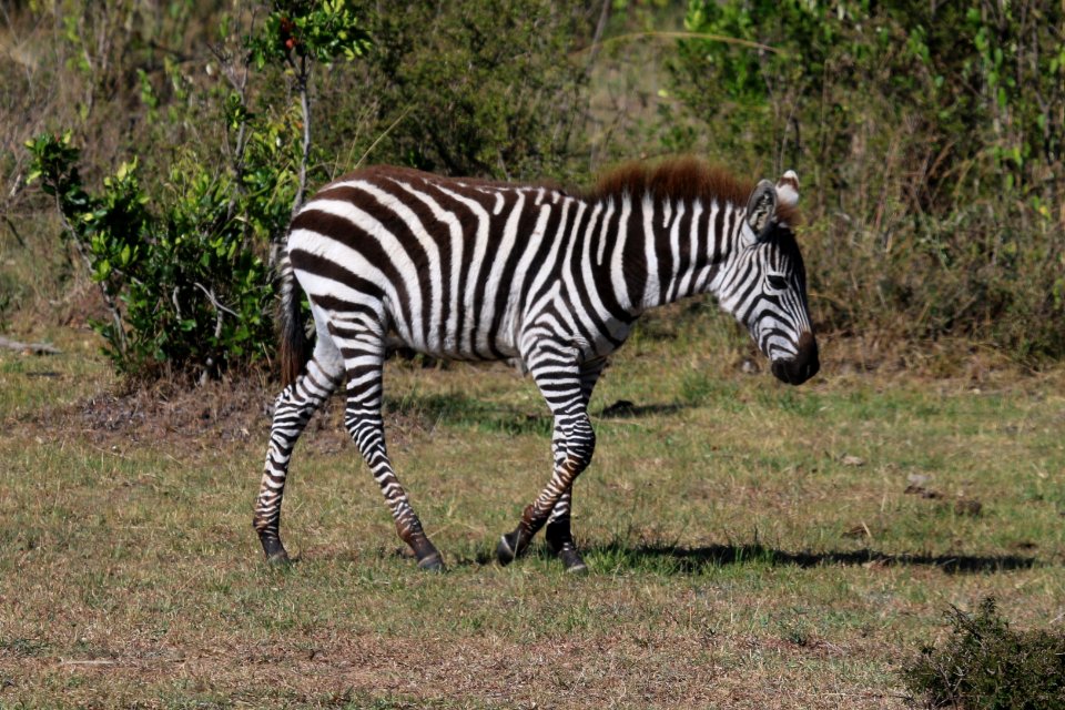 Equus quagga boehmi 1