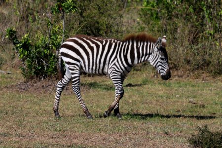 Equus quagga boehmi 1