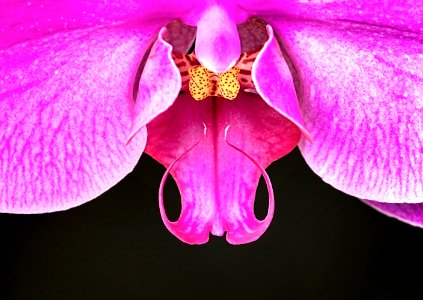 Close up of orchid photo